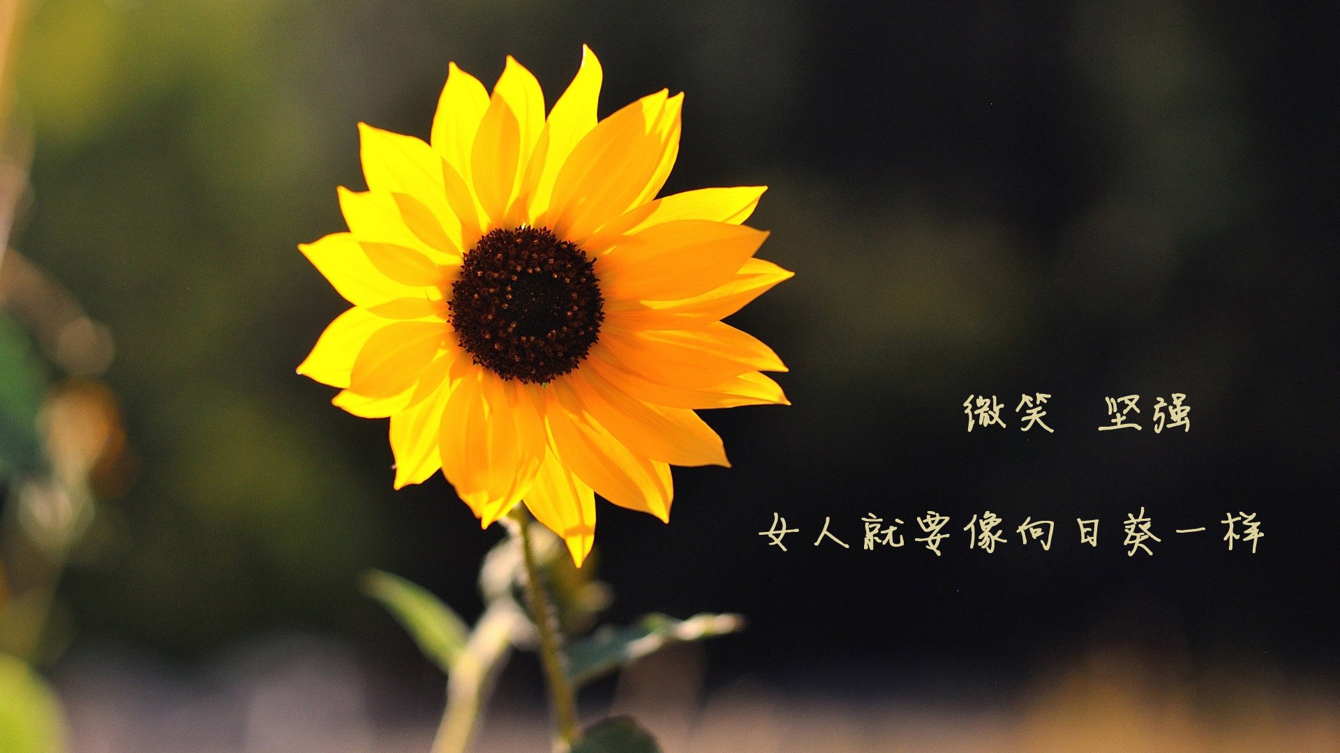 华体会手机网站-中国电竞出海计划加快步伐走向世界舞台，中国电竞项目被正式列为78