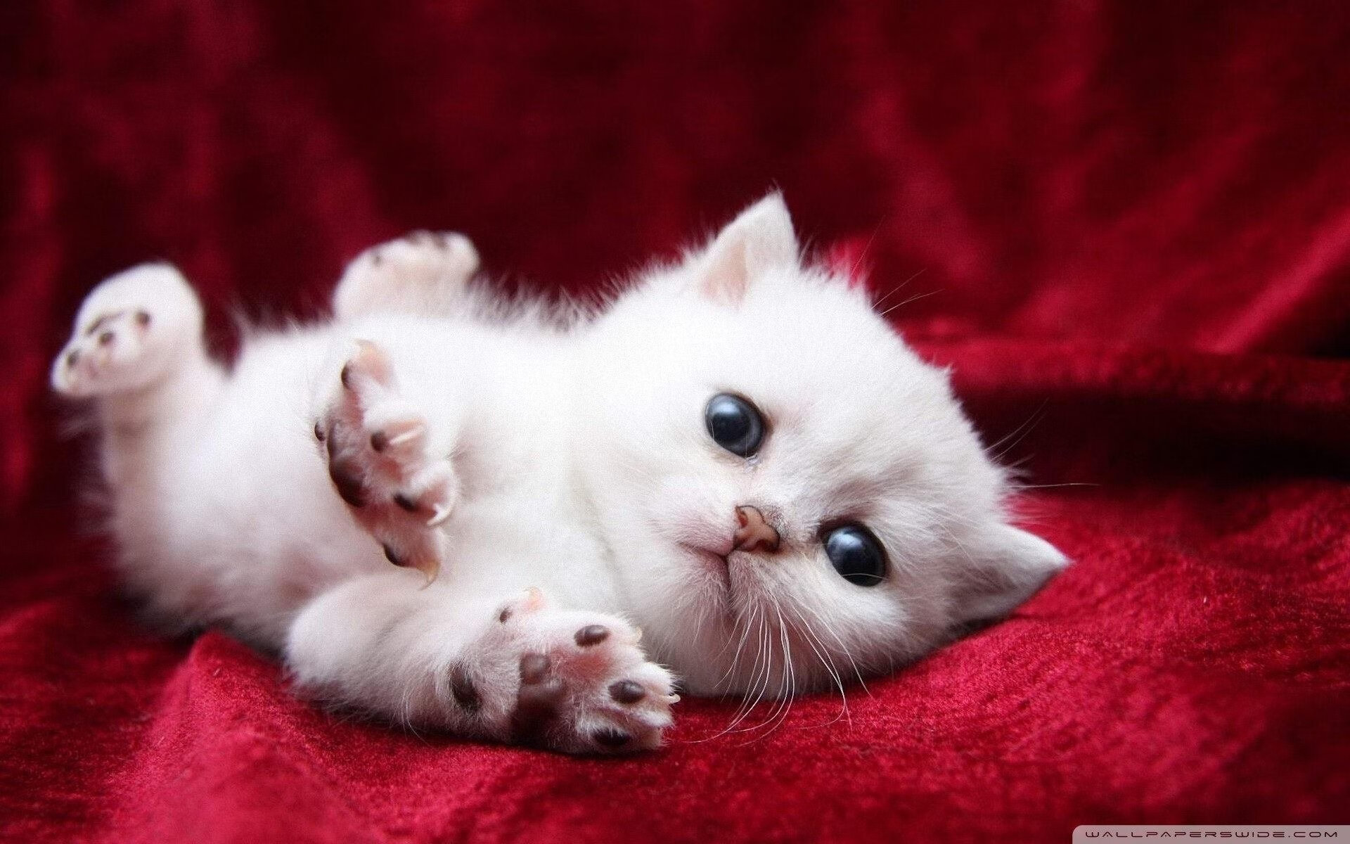 华体会官网入口-前场抢断成功是否决定高压战术有效性，篮球前场抢断后14秒还是24秒