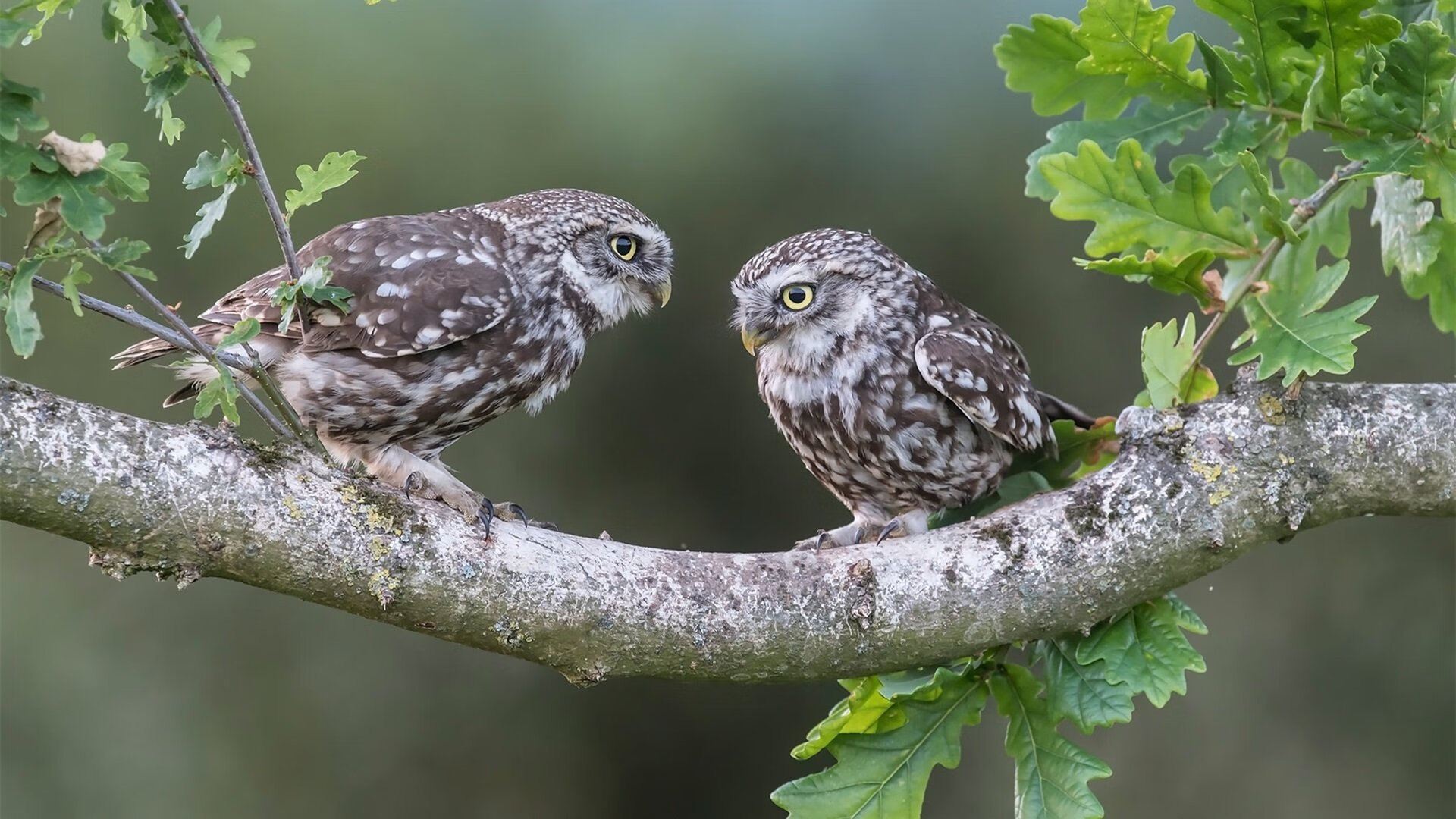 华体会app-校园足球缺少技能评估等级制度，《学生足球运动技能等级评定标准》