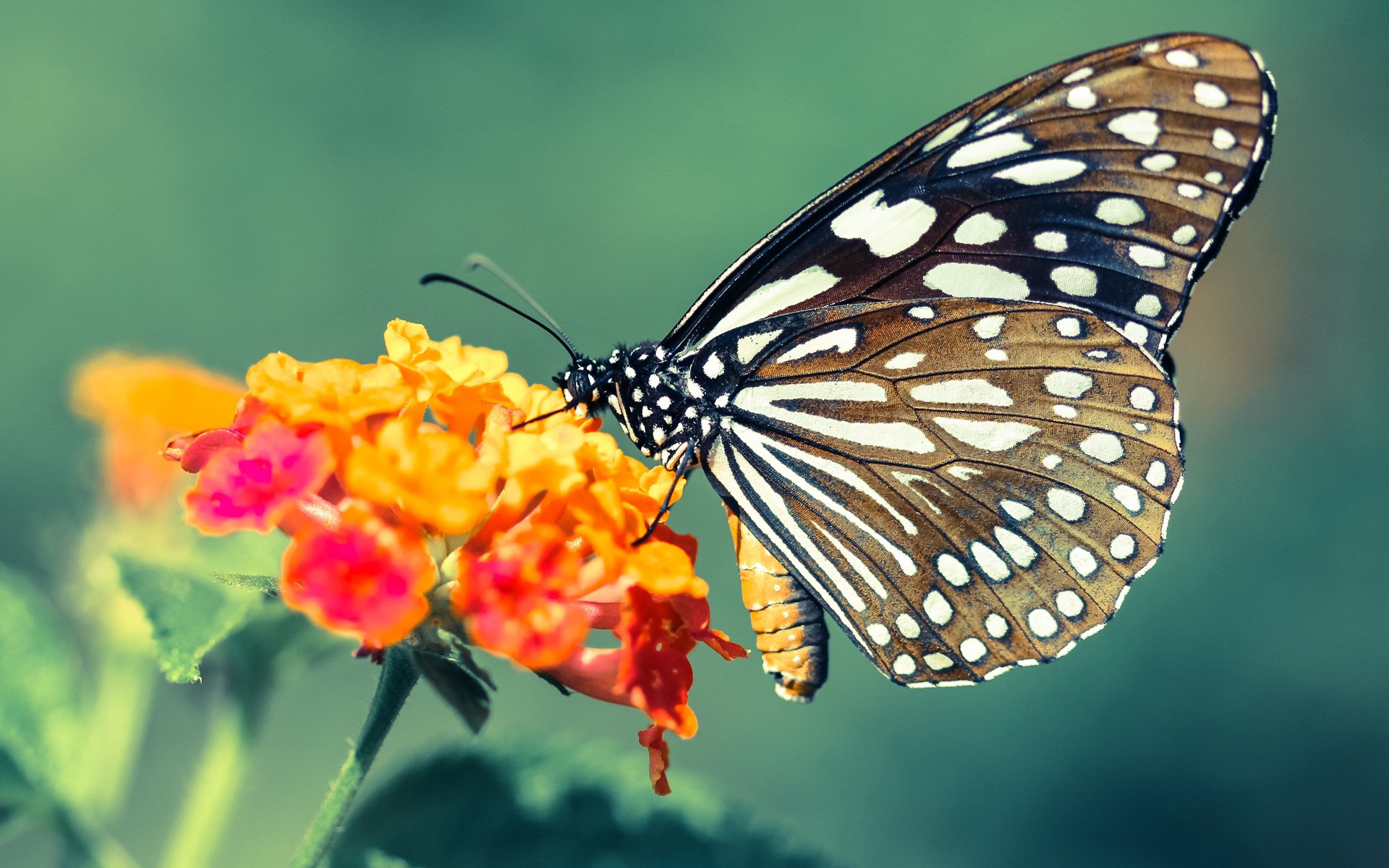 华体会-瑞典乒乓球团队亮眼表现，2024年世界杯征战解析，瑞典乒乓球联赛