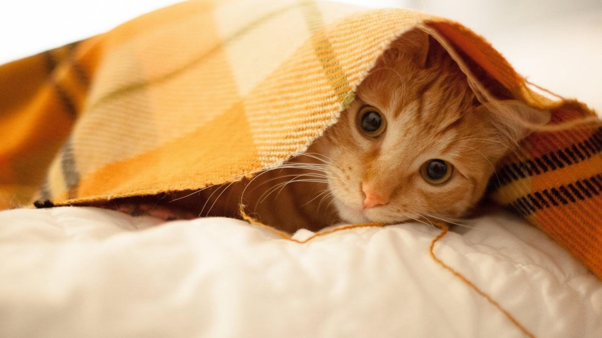 华体会登录-速度爆发点与划频关系深度分析，什么是速度和爆发力