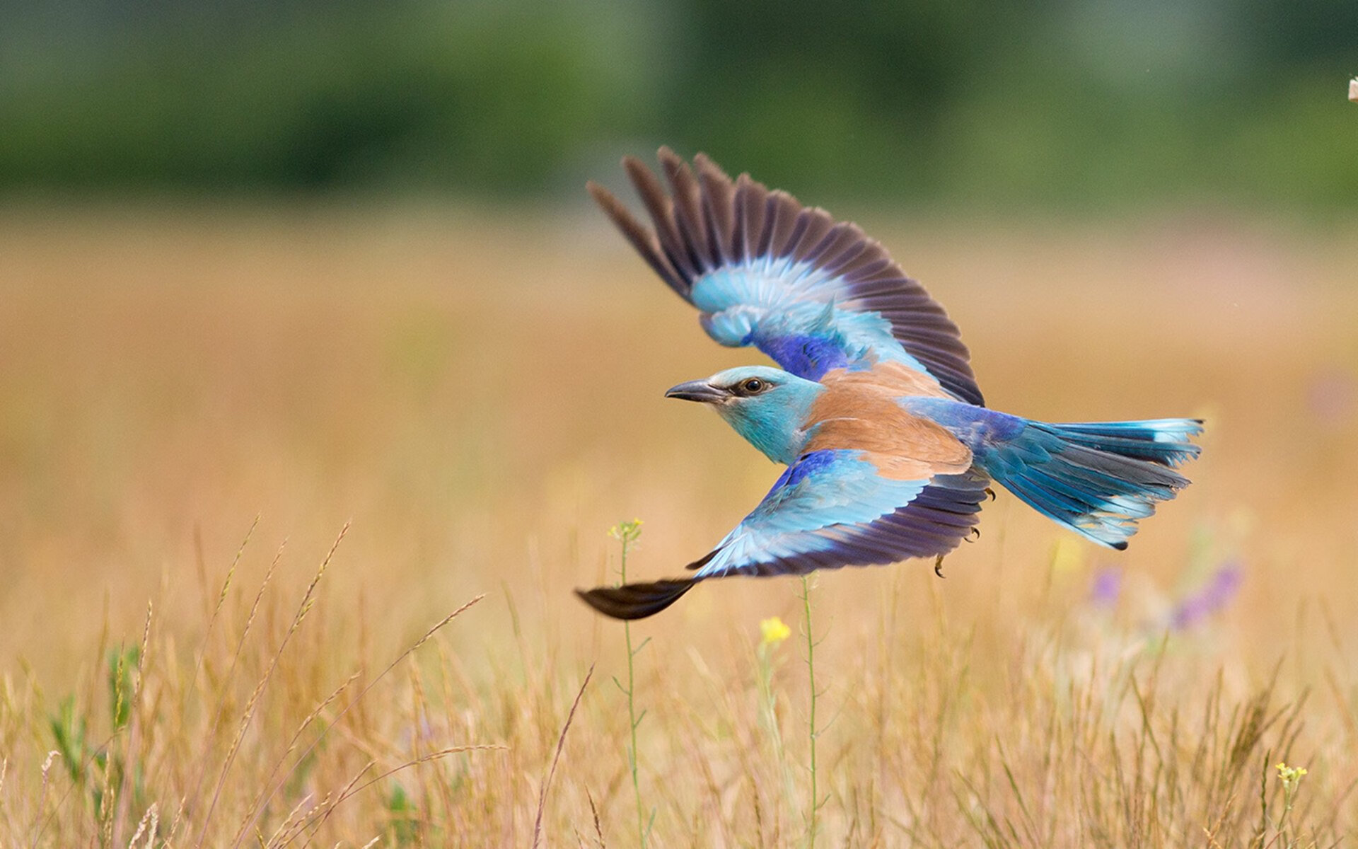 -“美洲狮队冲击顶级橄榄球赛事，阿根廷橄榄球将再度崛起”