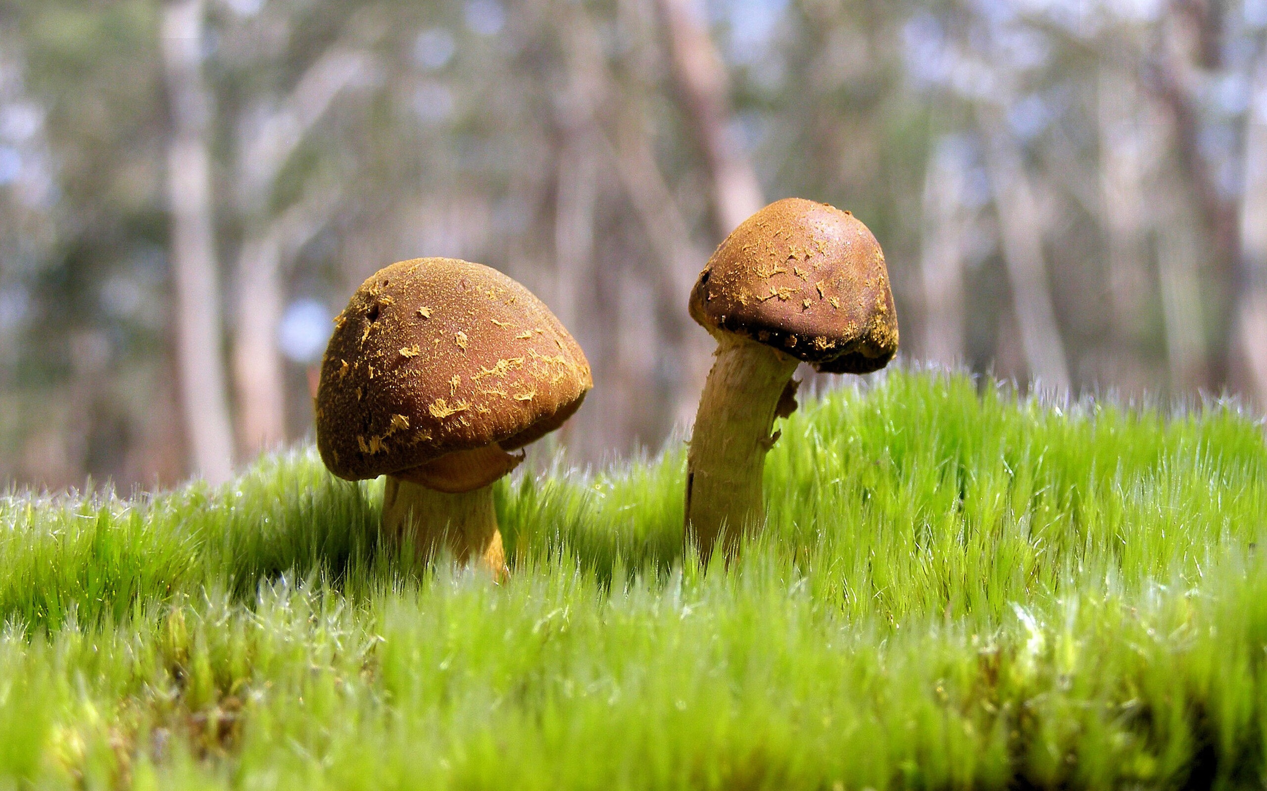 华体会官网入口-“阿根廷美洲狮队：从逆境中崛起，挑战顶级球队”