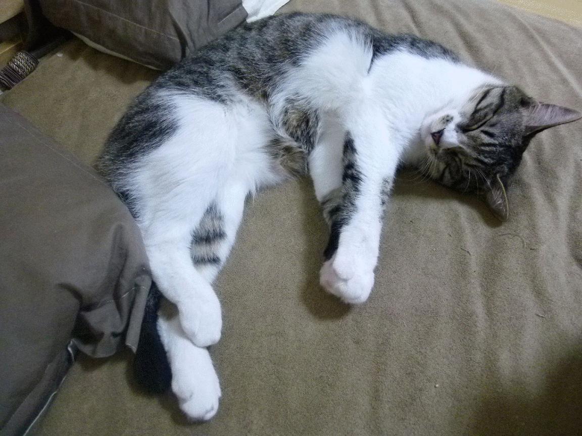 华体会官网-世界杯奇迹之战：逆境中的英雄崛起，世界杯经典逆袭