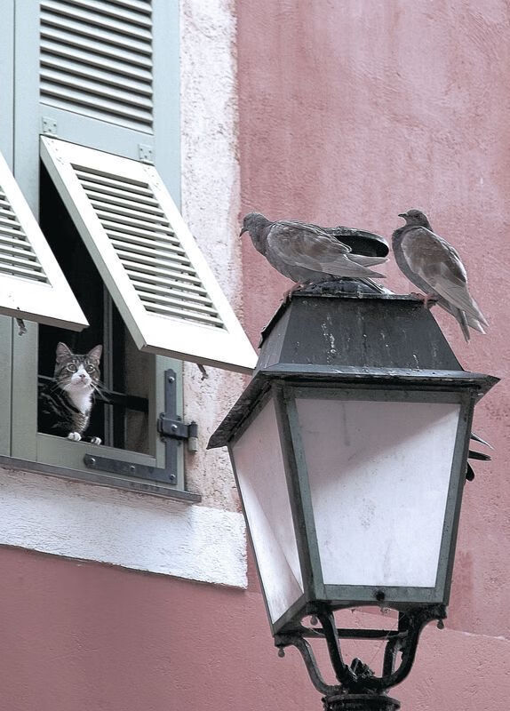 华体会官网入口-塞尔维亚女篮在欧洲锦标赛中精彩表现，争夺最高荣誉，塞尔维亚女蓝水平