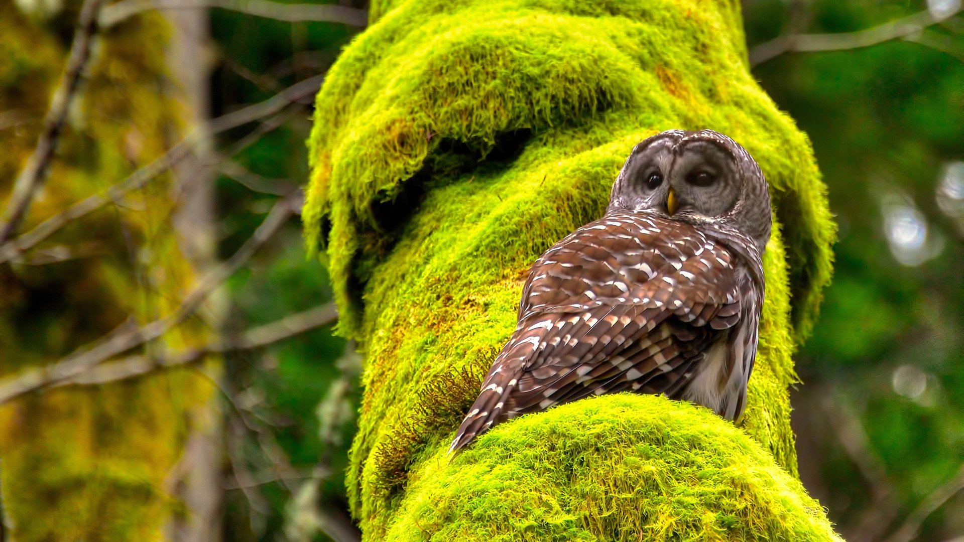 华体会平台-意甲场场精彩:场面火爆,比分胶着,意甲及时比分