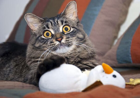 华体会在线登录-数据统计显示新援加盟后球队场均控球率明显提升，球员加盟球队是什么意思