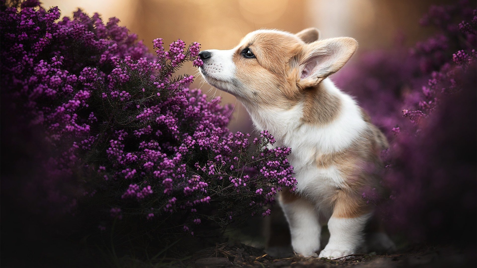 华体会手机网站-比利时男篮在欧洲预赛中奋勇拼搏,争夺奥运资格,比利时男篮厉害吗
