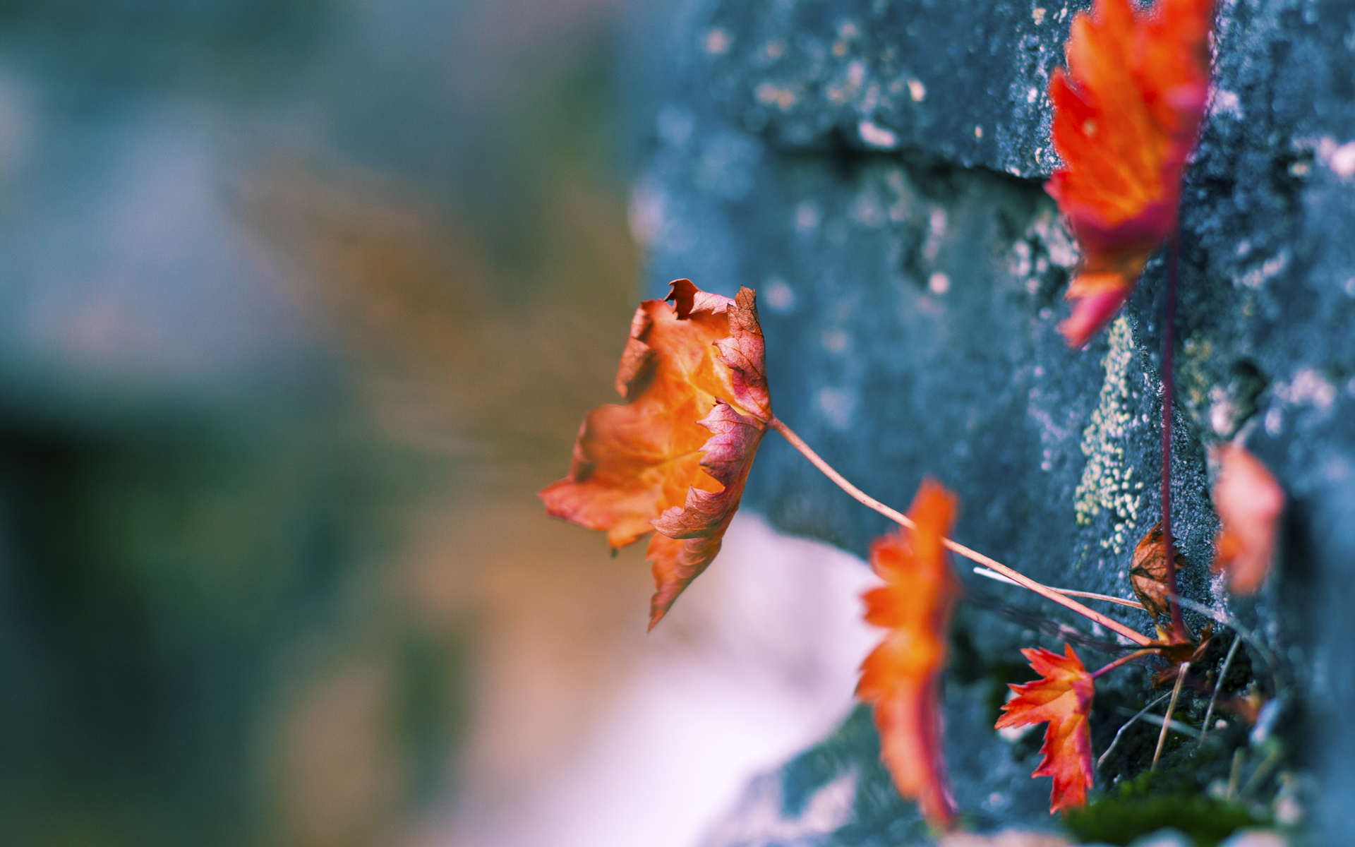 华体会登录入口-澳大利亚组合展现强劲实力锁定奖牌有望,澳大利亚得了几块金牌