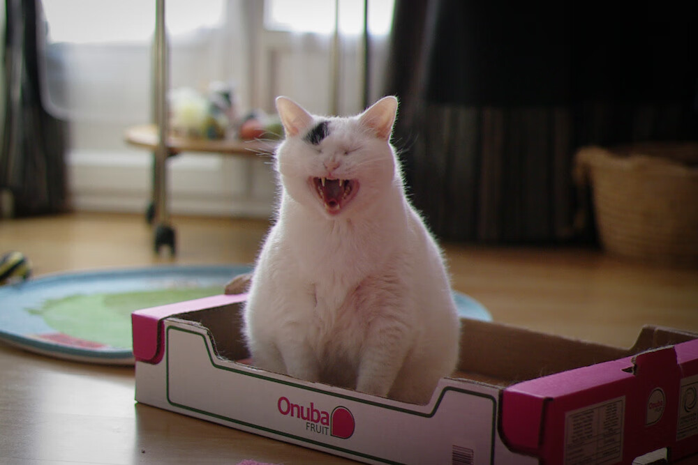 华体会在线-澳大利亚袋鼠队的新生力量如何改变冠军锦标赛格局,澳大利亚袋鼠竞赛赛区