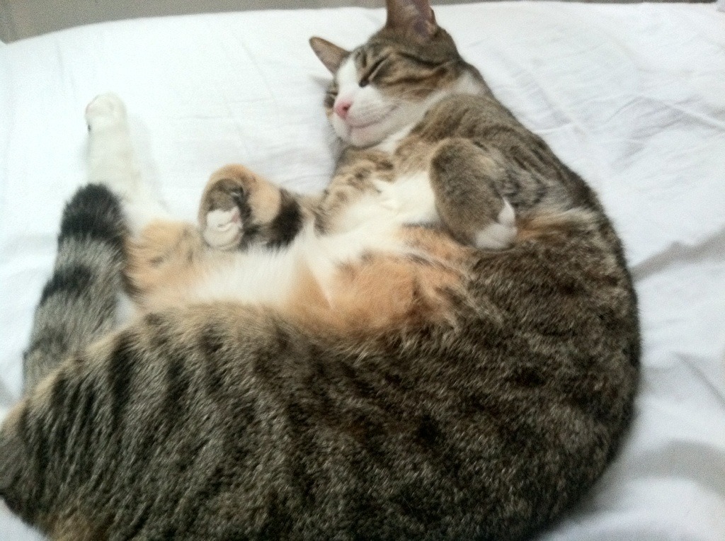 华体会平台-特色足球文化在国际博览会中亮相，展示国家软实力，世界足球文化