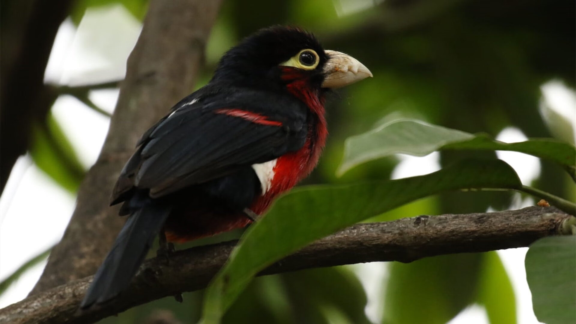 华体会官网-科特迪瓦男篮在非洲锦标赛中表现稳定,冲击历史最佳成就,科特迪瓦男篮vs中国男篮视频