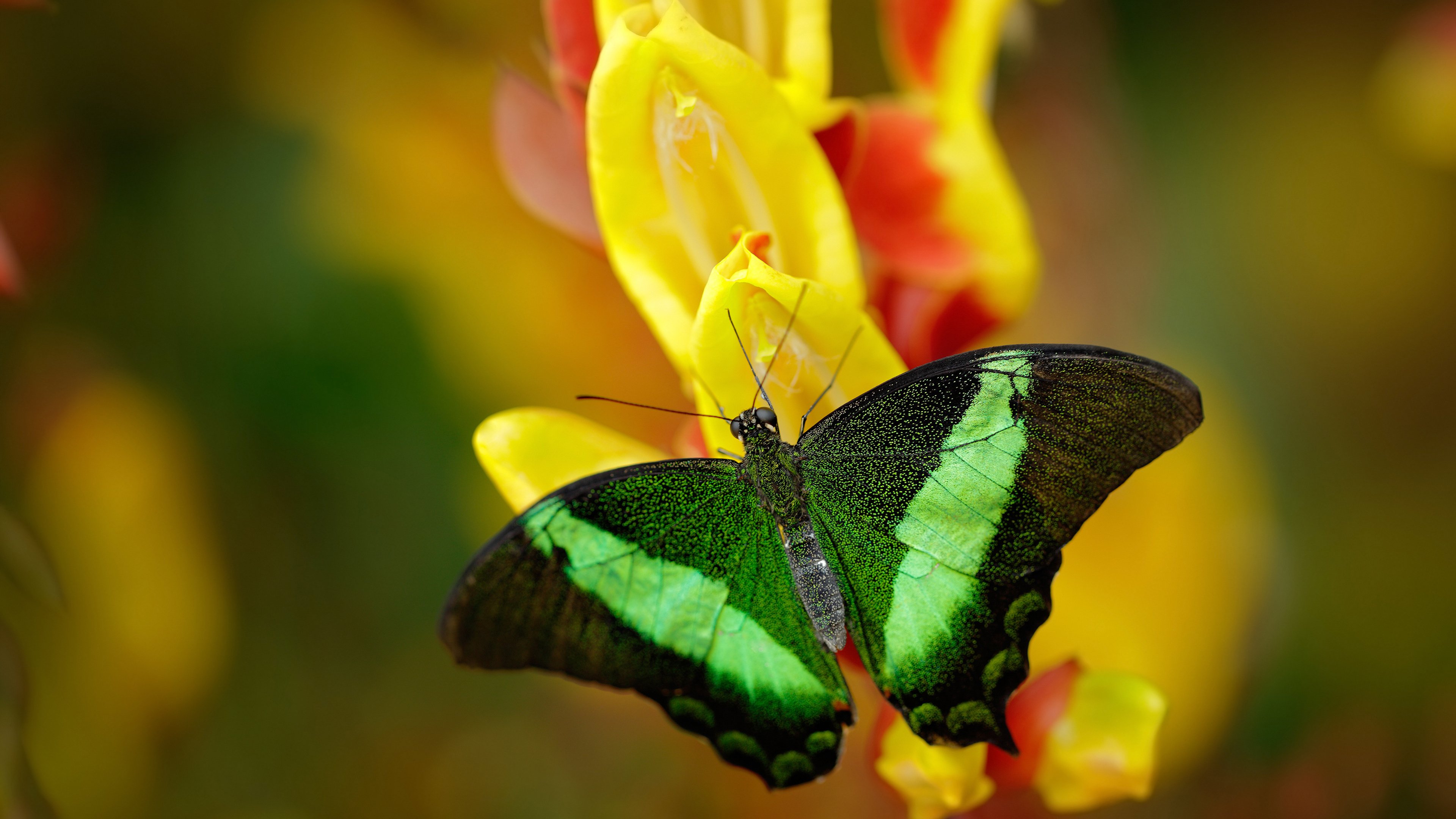 华体会平台-米切尔表示保持节奏是球队最大挑战,米切尔动作