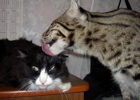 华体会平台-蛙泳强项比利时女队进入决赛，女子蛙泳世界冠军