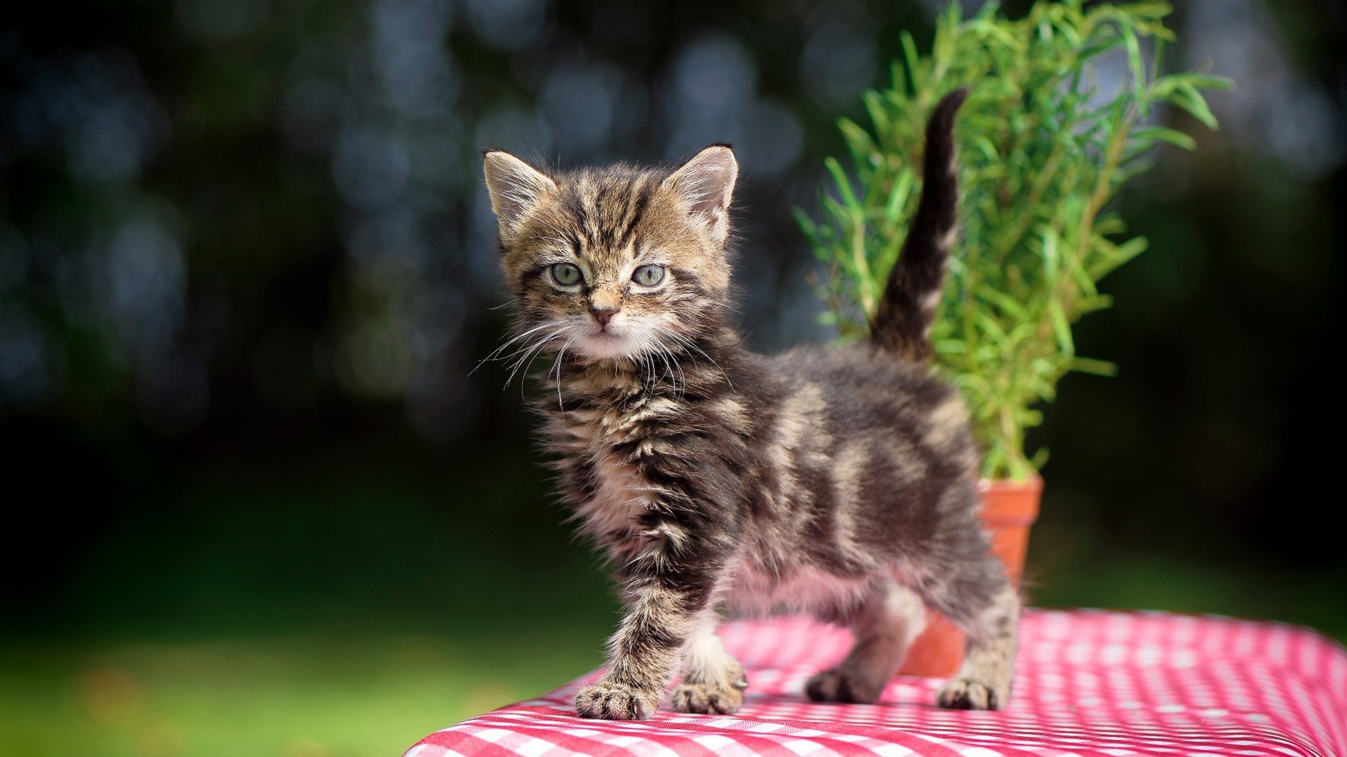 华体会手机网站-西班牙国家队主帅变更，战术调整迎新挑战